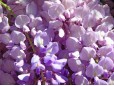 Wisteria sinensis (Glicină)